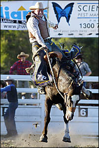 SADDLE bronc competitor Troy Palmer grits his teeth and hangs on grimly during the Cabarita Bull ?n? Bronc Spectacular. SADDLE bronc competitor Troy Palmer grits his teeth and hangs on grimly during the Cabarita Bull ?n? Bronc Spectacular.