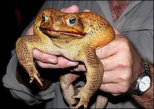 ABOVE: One of the largest cane toads ever captured in Australia, this specimen, caught near Darwin last month, was 40cm long an ABOVE: One of the largest cane toads ever captured in Australia, this specimen, caught near Darwin last month, was 40cm long an