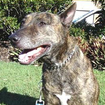 Blue Heeler Cross Staffy 2025