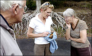 FULL FLIGHT: Rotary Park residents Don and Annette Watson check out a young male fruit bat that Lib Ruytenberg planned to relea FULL FLIGHT: Rotary Park residents Don and Annette Watson check out a young male fruit bat that Lib Ruytenberg planned to relea
