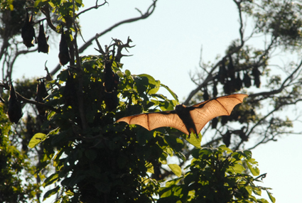 Deadly virus . . . stay away from flying foxes. PHOTO: BRUCE THOMAS Deadly virus . . . stay away from flying foxes. PHOTO: BRUCE THOMAS