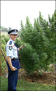 Inspector Greg Moore with a 3.5m tall plant, pictured this week. Inspector Greg Moore with a 3.5m tall plant, pictured this week.