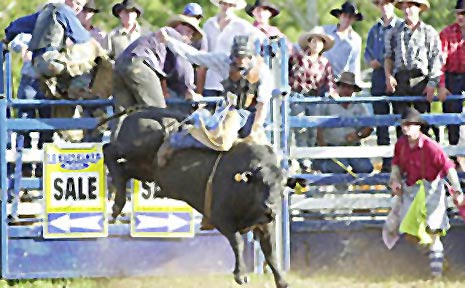 Grevillea's David Kennedy says that it doesn't pay to be scared when you ride a bull in a rodeo. Grevillea's David Kennedy says that it doesn't pay to be scared when you ride a bull in a rodeo.