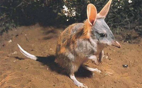 The bilby. The bilby.