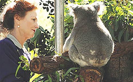 President of the Friends of the Koala, Lorraine Vass with Brendan the koala, 6. President of the Friends of the Koala, Lorraine Vass with Brendan the koala, 6.