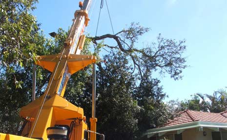 A fallen tree is cleared from a house at Mullumbimby. The effect of Thursday's storms were widespread. A fallen tree is cleared from a house at Mullumbimby. The effect of Thursday's storms were widespread.