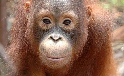 Orangutan in Borneo. Orangutan in Borneo.
