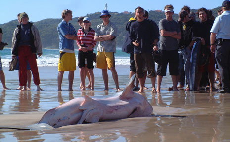 This great white shark was only a juvenile according to experts. It washed up on to Byron Bay’s Main Beach about six years ago. This great white shark was only a juvenile according to experts. It washed up on to Byron Bay’s Main Beach about six years ago.