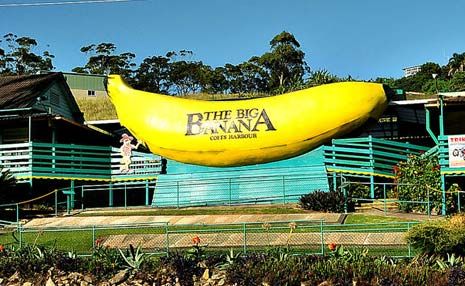Coffs Harbour's iconic Big Banana has been voted as Australia's favourite 'big' attraction. Coffs Harbour's iconic Big Banana has been voted as Australia's favourite 'big' attraction.