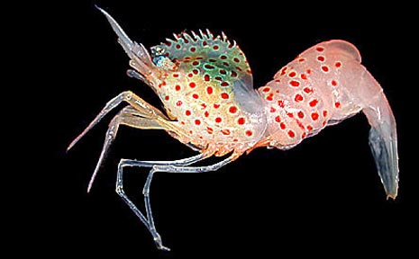 The newly discovered spotted shrimp. The newly discovered spotted shrimp.