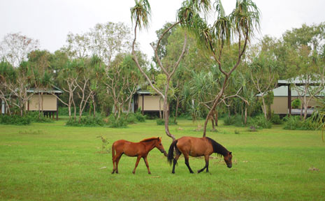 Brumbies wander past the Bamurru Plains bush lodge. Brumbies wander past the Bamurru Plains bush lodge.