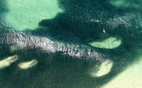 Over 100 man-eaters have been spotted circling the massive school of fish. Over 100 man-eaters have been spotted circling the massive school of fish.