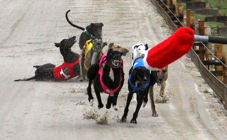 CRASH, bang, wallop at the Grafton Greyhounds on Saturday as Orara Lass and Bessie Dancer take a tumble in the opening race of the day. CRASH, bang, wallop at the Grafton Greyhounds on Saturday as Orara Lass and Bessie Dancer take a tumble in the opening race of the day.