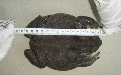 The cane toad dubbed Big Bertha by Byron Shire Council staff was found near Mullumbimby and weighed in at 515 grams. The cane toad dubbed Big Bertha by Byron Shire Council staff was found near Mullumbimby and weighed in at 515 grams.