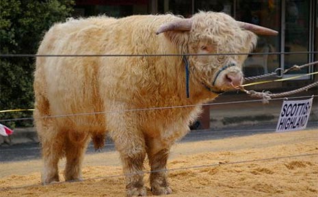 The Scottish Highland cow is one of the breeds you'll find at Beef Week. The Scottish Highland cow is one of the breeds you'll find at Beef Week.