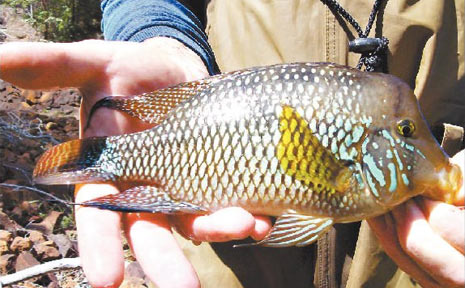 Wanted dead or alive: A pearl cichlid, believed to have been sighted in the Oxley River. Wanted dead or alive: A pearl cichlid, believed to have been sighted in the Oxley River.