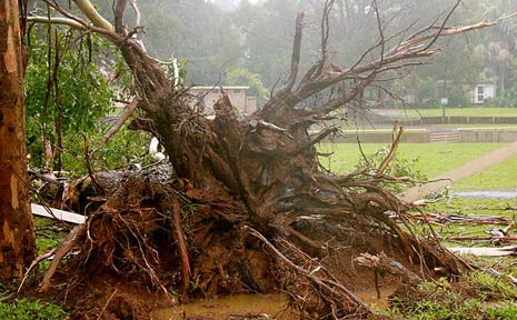 The damage has been far and wide across the Northern Rivers. The damage has been far and wide across the Northern Rivers.