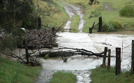 With the bridge property entrance covered, one Old Bonalbo farming family won't be going anywhere for a couple of days, but when the water recedes, they'll have an abundance of firewood.
With the bridge property entrance covered, one Old Bonalbo farming family won't be going anywhere for a couple of days, but when the water recedes, they'll have an abundance of firewood.