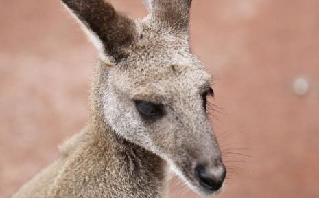 Four schoolboys from a prestigious school have avoided criminal charges after a claim they tortured and drowned a wallaby. Four schoolboys from a prestigious school have avoided criminal charges after a claim they tortured and drowned a wallaby.