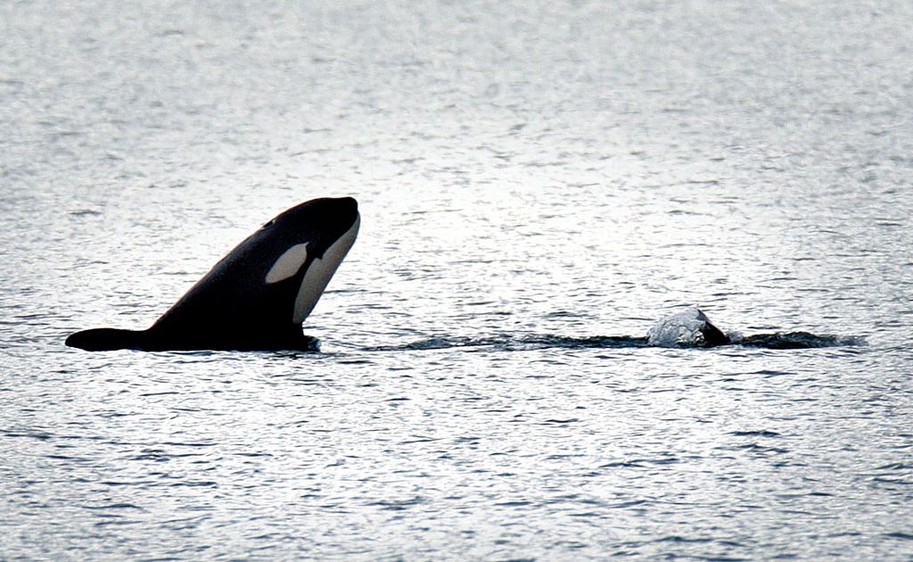 Orca whales Orca whales