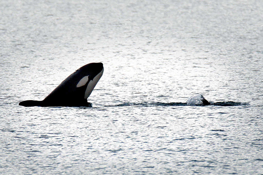 Orca whales Orca whales