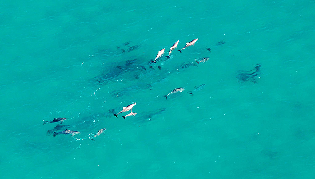 Dolphins head toward Double Island Point in the crystal clear waters of the Coral Sea. Dolphins head toward Double Island Point in the crystal clear waters of the Coral Sea.