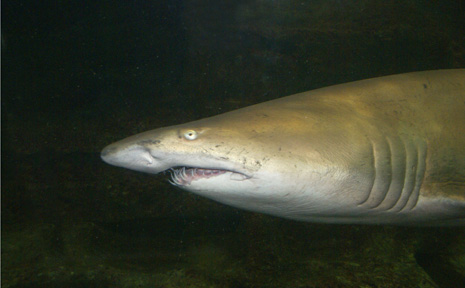 A file picture of a Bronze Whaler. A file picture of a Bronze Whaler.