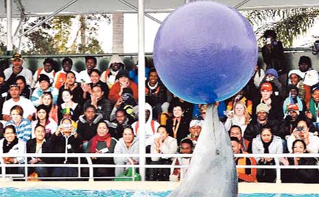 The Pet Porpoise Pool is in Orlando Street, Coffs Harbour, and interaction with the dolphins and seals before and after the show, as well as penguin feeding, is encouraged. The Pet Porpoise Pool is in Orlando Street, Coffs Harbour, and interaction with the dolphins and seals before and after the show, as well as penguin feeding, is encouraged.