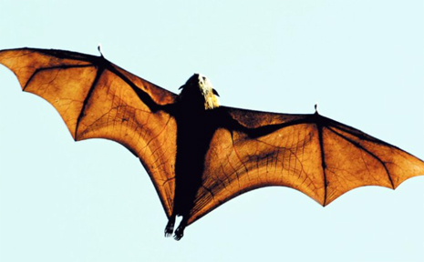 The flying-fox, a native Australian bat, is listed as vulnerable to extinction, yet can be shot by farmers. The flying-fox, a native Australian bat, is listed as vulnerable to extinction, yet can be shot by farmers.