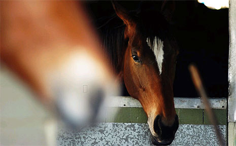 Twenty one horses have died mysterious deaths in the Gold Coast hinterland. Twenty one horses have died mysterious deaths in the Gold Coast hinterland.