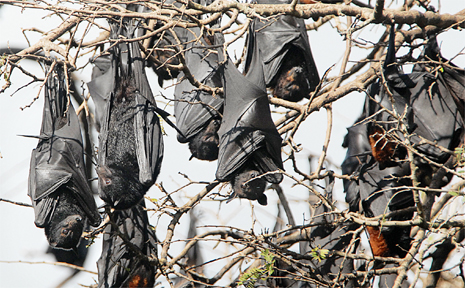 Flying foxes have moved in at Maclean High. Flying foxes have moved in at Maclean High.