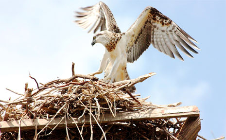 A few weeks ago it was a brown snake. Last week, Deb Pearse from the Byron Youth Service had her lens trained on a young osprey at the Belongil estuary. A few weeks ago it was a brown snake. Last week, Deb Pearse from the Byron Youth Service had her lens trained on a young osprey at the Belongil estuary.