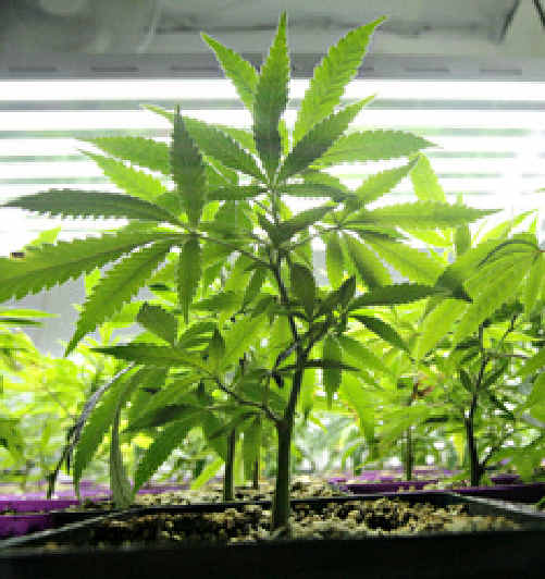 More than 90% of poll participants supported some form of decriminalising marijuana. More than 90% of poll participants supported some form of decriminalising marijuana.