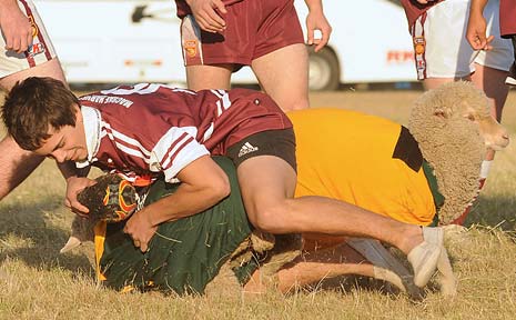 A BIT WOOLLY: Sheep being tackled during last Saturday’s rugby union game between five sheep, five Casino Bulls rugby union players and five Casino Cougars rugby league players. A BIT WOOLLY: Sheep being tackled during last Saturday’s rugby union game between five sheep, five Casino Bulls rugby union players and five Casino Cougars rugby league players.