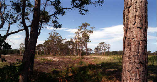 Kings Forest Kings Forest