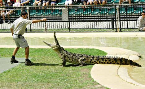 Rydges Oasis resort removed kangaroo and crocodile meals from its menu after it was suggested Australia Zoo opposed it. Rydges Oasis resort removed kangaroo and crocodile meals from its menu after it was suggested Australia Zoo opposed it.
