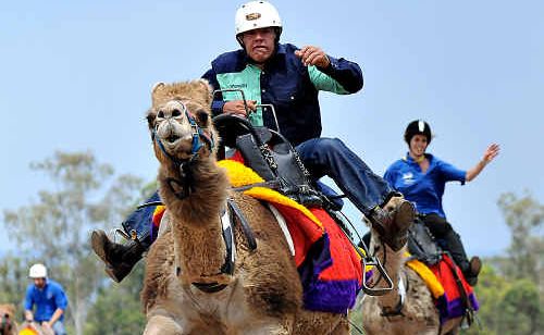 Camel racing is a popular part of the Melbourne Cup Day at the Gympie Showgrounds, and all sorts of techniques will be on show as jockeys race down the straight. Camel racing is a popular part of the Melbourne Cup Day at the Gympie Showgrounds, and all sorts of techniques will be on show as jockeys race down the straight.
