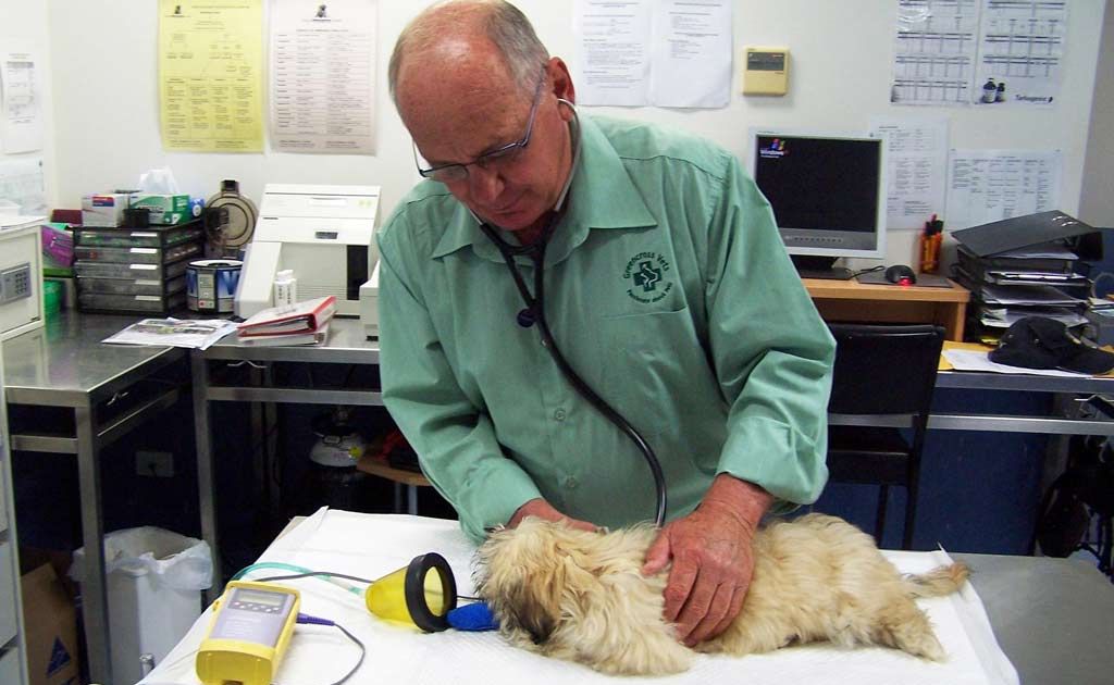 Dr Andrew Blum from Greencross Vets Palm Beach and patient, 16 week old Summer who was suffereing from tick paralysis. Dr Andrew Blum from Greencross Vets Palm Beach and patient, 16 week old Summer who was suffereing from tick paralysis.