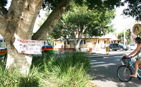Giving a fig ... signs were erected on the Jonson Street fig trees earlier this week pleading for them to be left alone. A decision on their fate will be made at today’s Byron Council meeting. Giving a fig ... signs were erected on the Jonson Street fig trees earlier this week pleading for them to be left alone. A decision on their fate will be made at today’s Byron Council meeting.