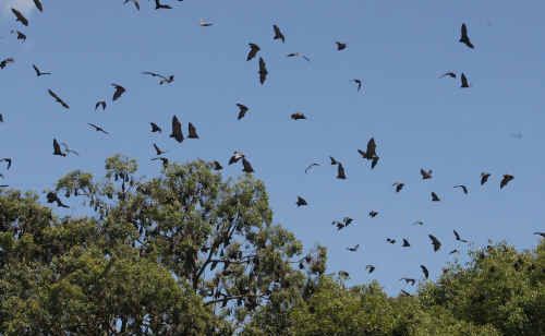 Bats fly from trees near Maclean High after they were disturbed during the walkout at the Maclean High School yesterday. Bats fly from trees near Maclean High after they were disturbed during the walkout at the Maclean High School yesterday.