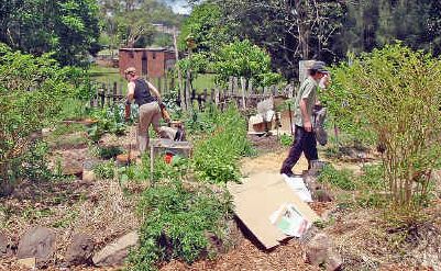 A recent working bee at the Little Keen Street community garden in Lismore. A recent working bee at the Little Keen Street community garden in Lismore.
