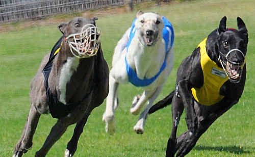 Race two winner Fitzburg (yellow) from High Dancer (black) with He’s Tryin’ (blue) third. Race two winner Fitzburg (yellow) from High Dancer (black) with He’s Tryin’ (blue) third.