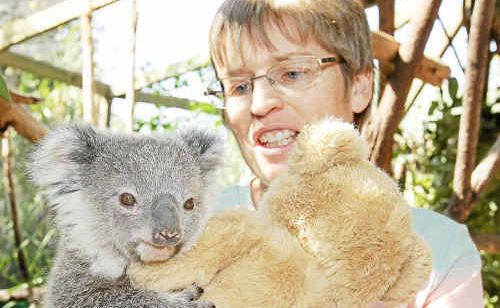 Sue Johnson is seeking volunteer carers for local koala rescues. Sue Johnson is seeking volunteer carers for local koala rescues.