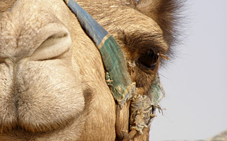 Coffs Coast Camels has 20 camels hailing from Alice Springs at the ready for beach rides, sunset/twilight tours and camel safaris. Coffs Coast Camels has 20 camels hailing from Alice Springs at the ready for beach rides, sunset/twilight tours and camel safaris.
