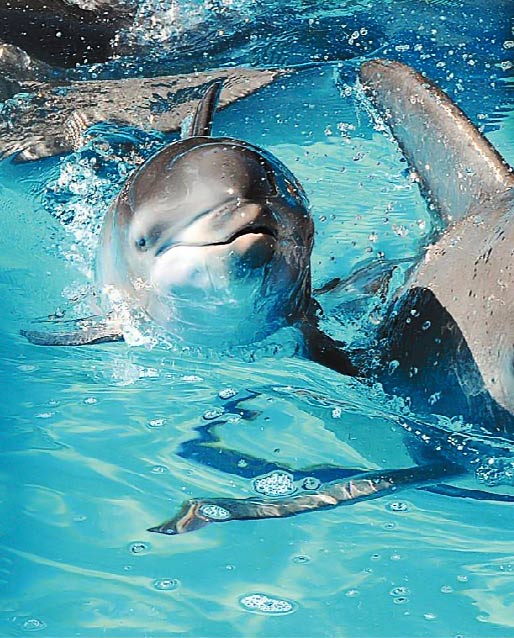 The Pet Porpoise Pool's newest arrival, Bella. The Pet Porpoise Pool's newest arrival, Bella.