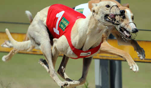 Watch the Valley (No.1) races ahead of Fine Thought on the way to winning Heat 1 of the Life Members Country Challange. Watch the Valley (No.1) races ahead of Fine Thought on the way to winning Heat 1 of the Life Members Country Challange.
