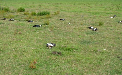 These birds were killed when lightning struck a Lower Southgate paddock on Saturday. These birds were killed when lightning struck a Lower Southgate paddock on Saturday.