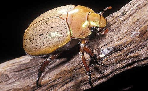 Christmas beetles have arrived. Christmas beetles have arrived.