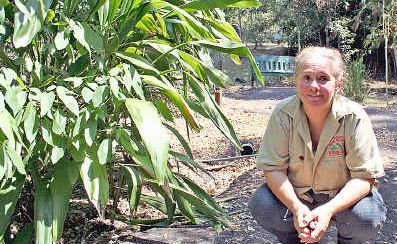 Friends of the Lismore Rainforest Botanic Gardens propagating officer Rose Hand is encouraging people to come and see the botanic gardens at a special open day this Sunday. Friends of the Lismore Rainforest Botanic Gardens propagating officer Rose Hand is encouraging people to come and see the botanic gardens at a special open day this Sunday.