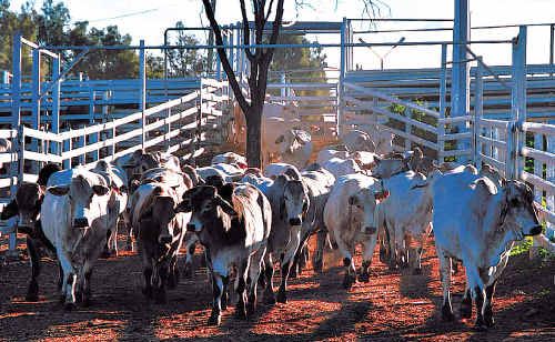 Forty jobs axed at Biloela as cattle shortage hits production. Forty jobs axed at Biloela as cattle shortage hits production.